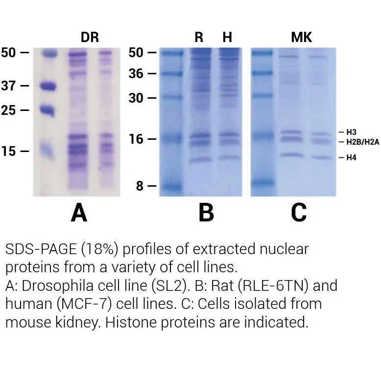 Minute™ Histone/DNA Binding Protein Extraction Kit (50 Preps)